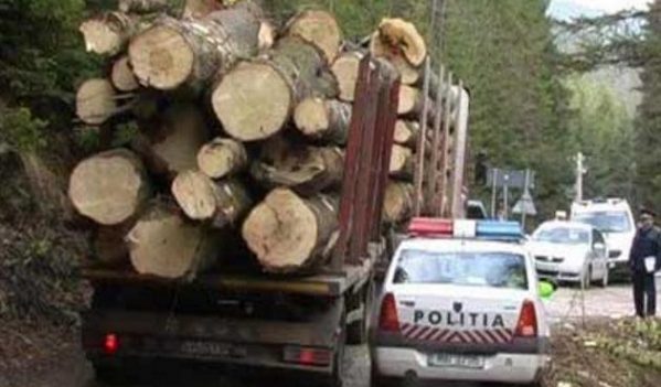 Politisti si padurari din mafia lemnului retinuti de DGA Alba! In Apuseni, la Horea! Politisti si padurari din mafia lemnului retinuti de DGA Alba! In Apuseni, la Horea!