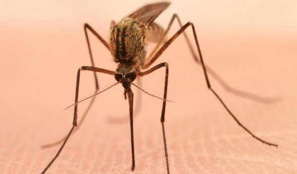 Al doilea caz de infecție cu virusul West Nile, confirmat în județul Alba Al doilea caz de infecție cu virusul West Nile, confirmat în județul Alba