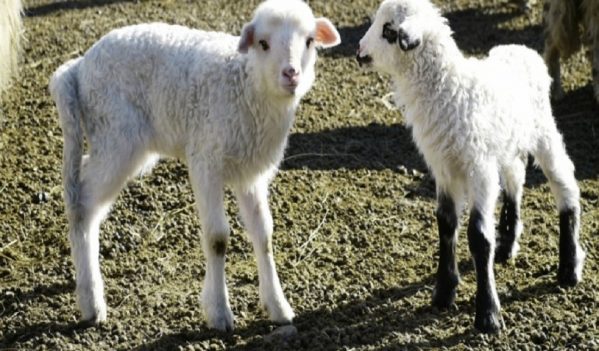 Puncte temporare de sacrificare a mieilor in judetul Alba Puncte temporare de sacrificare a mieilor in judetul Alba