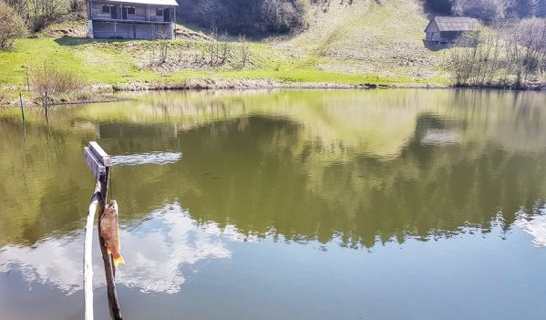 Braconaj sub ochii politistilor si ai jandarmilor, la Taul Brazi din Rosia Montana! Cetatenii sunt revoltati si cer edililor locali sa intervina urgent! Braconaj sub ochii politistilor si ai jandarmilor, la Taul Brazi din Rosia Montana! Cetatenii sunt revoltati si cer edililor locali sa intervina urgent!