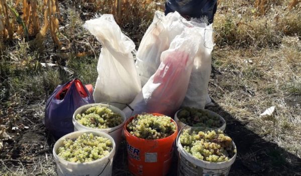 O femeie din comuna Cenade a cules 150 de kilograme de struguri…din grădina altuia! O femeie din comuna Cenade a cules 150 de kilograme de struguri…din grădina altuia!